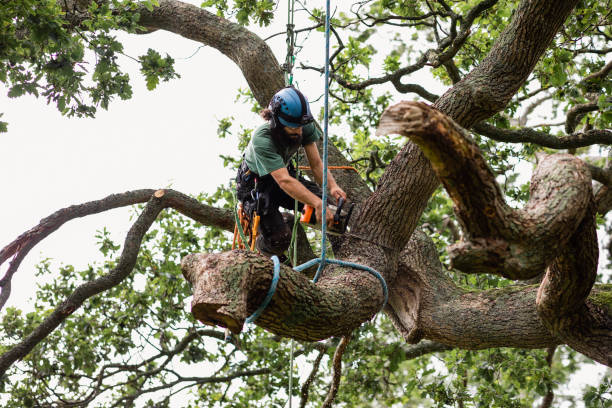 Best Arborist Consultation Services  in Holden, MO