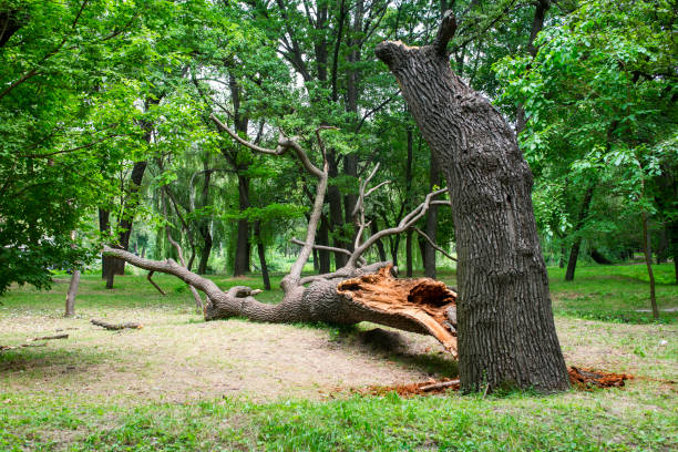 Best Root Management and Removal  in Holden, MO