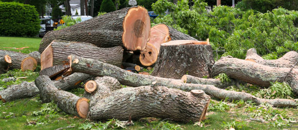 Best Leaf Removal  in Holden, MO