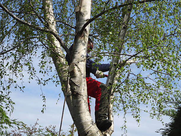 Reliable Holden, MO Tree Care Solutions