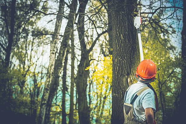 How Our Tree Care Process Works  in  Holden, MO