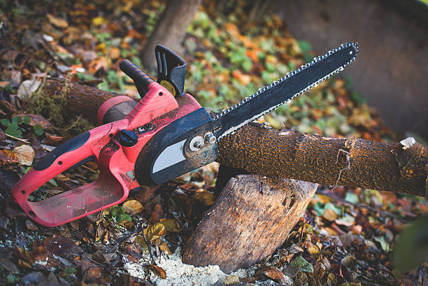 Best Commercial Tree Services  in Holden, MO